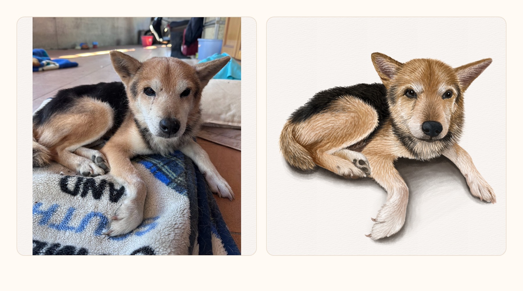 狗狗參考照片